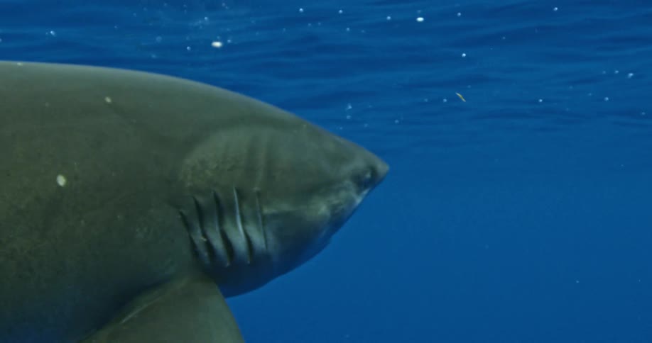 A shark eats bait floating near the surface of the ocean