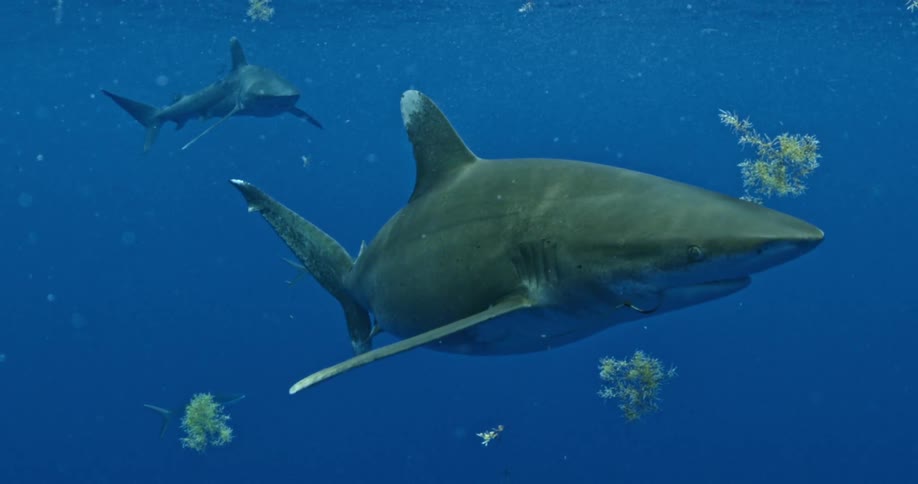 Sharks swim around together in the dark blue water