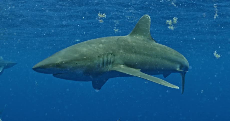 A shark swims through blue ocean water