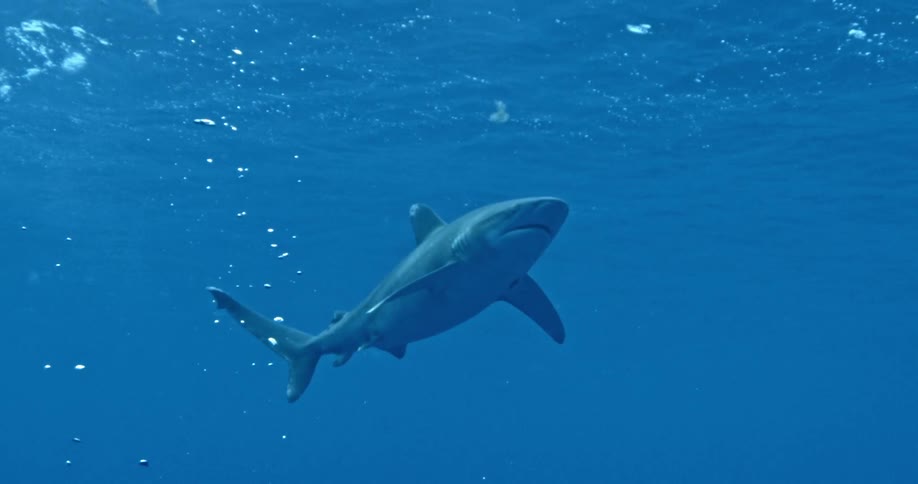 A large shark slowly swims among air bubbles