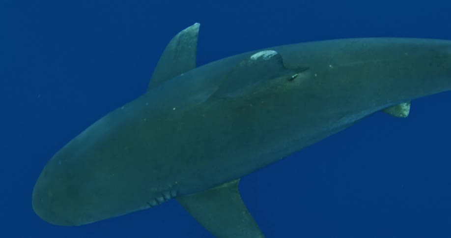 A large shark swims in the blue water