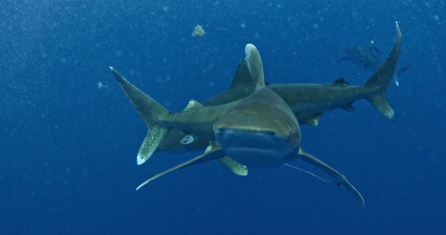 A shark with a hook in its pectoral fin swims in the ocean