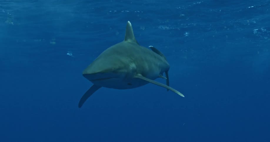 Shark swimming just below the surface in ocean water