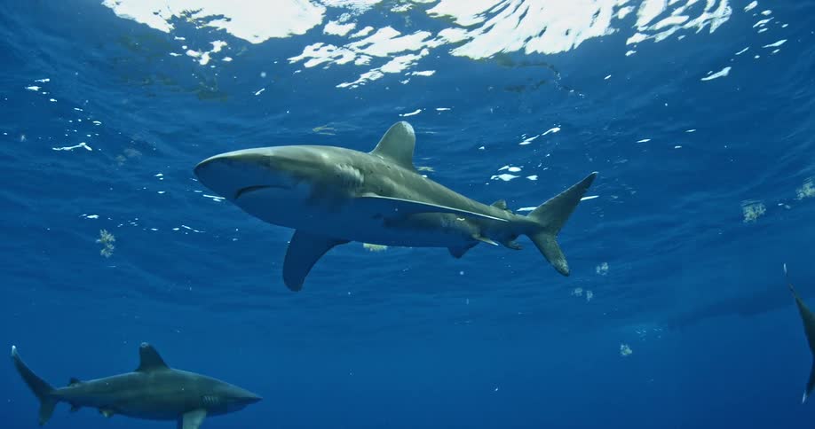 Sharks circle and swim in the ocean water