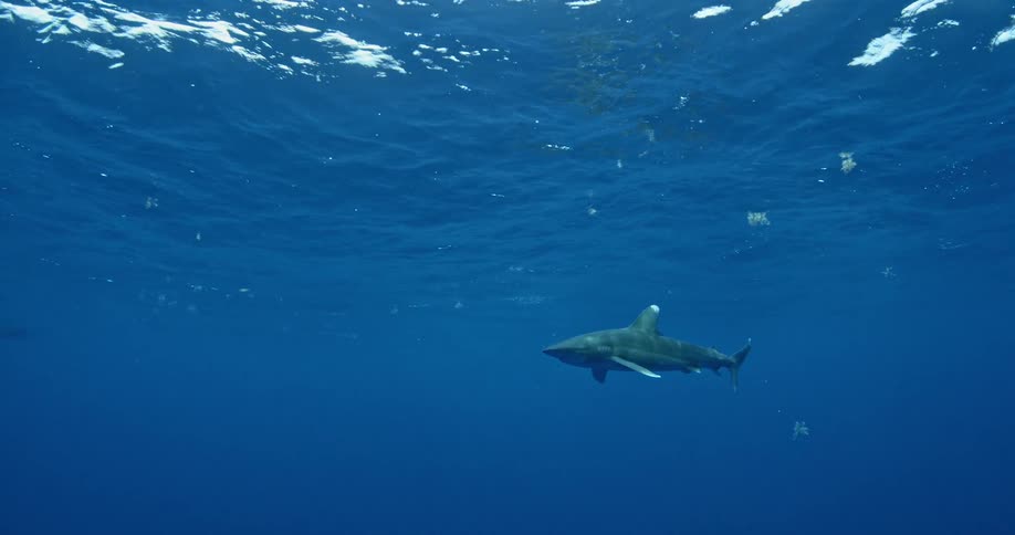 A shark swims near the surface of the ocean