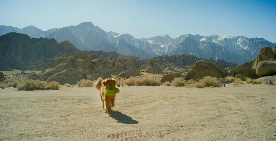 Dog running forward