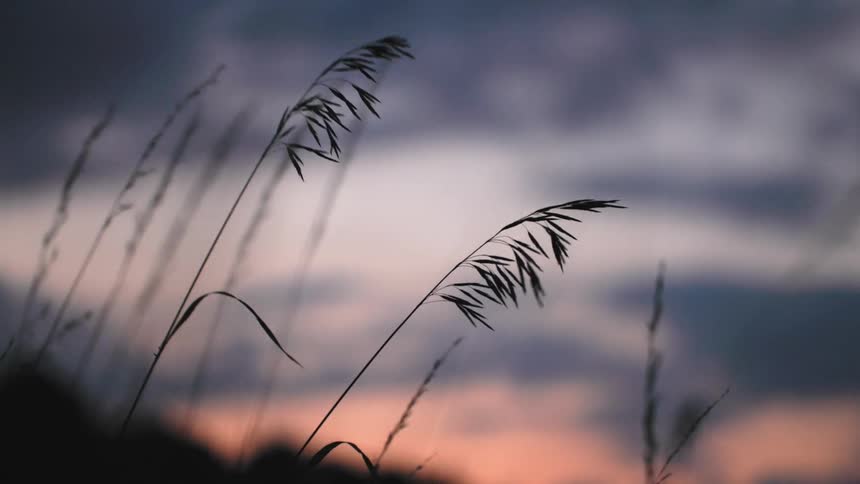 A view of grasses in a field blowing in the wind