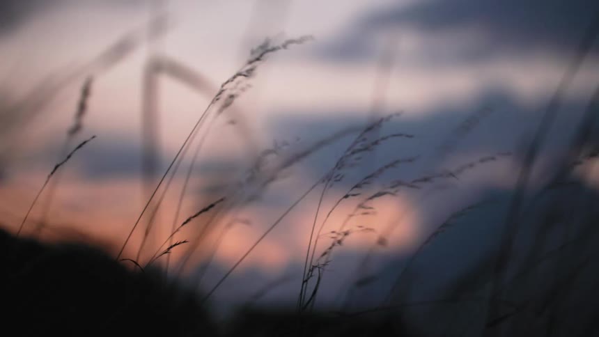 Grass and plants blowing in the wind with the sky and clouds in the background
