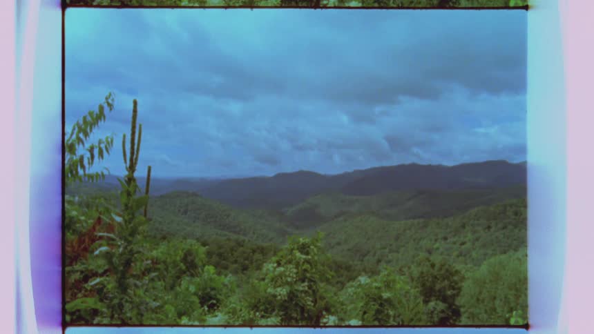 View from the top of a tree covered area