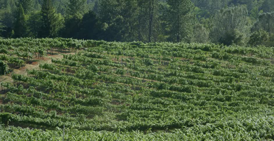 Rows of crops grow in a field