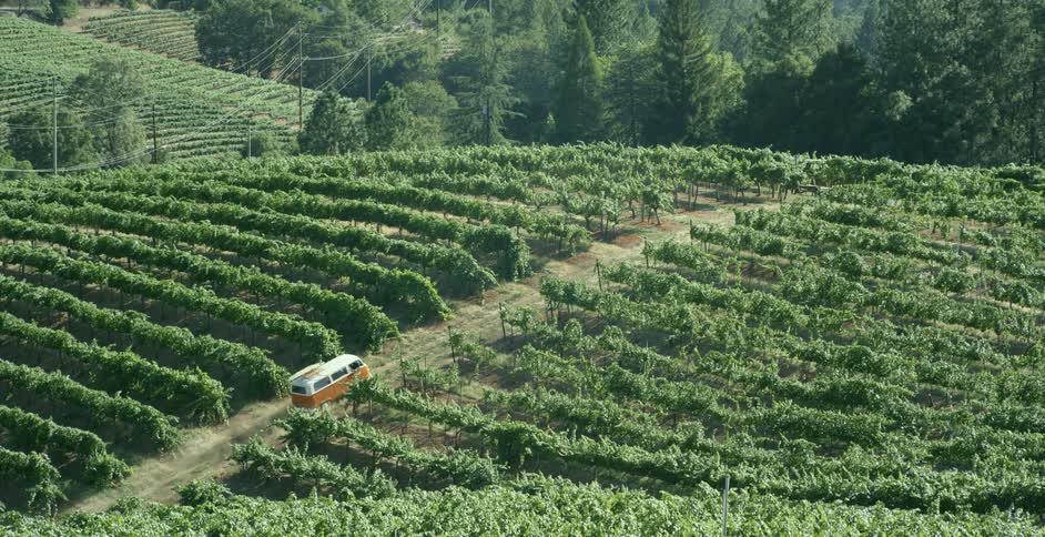 Orange van drives among rows of crops