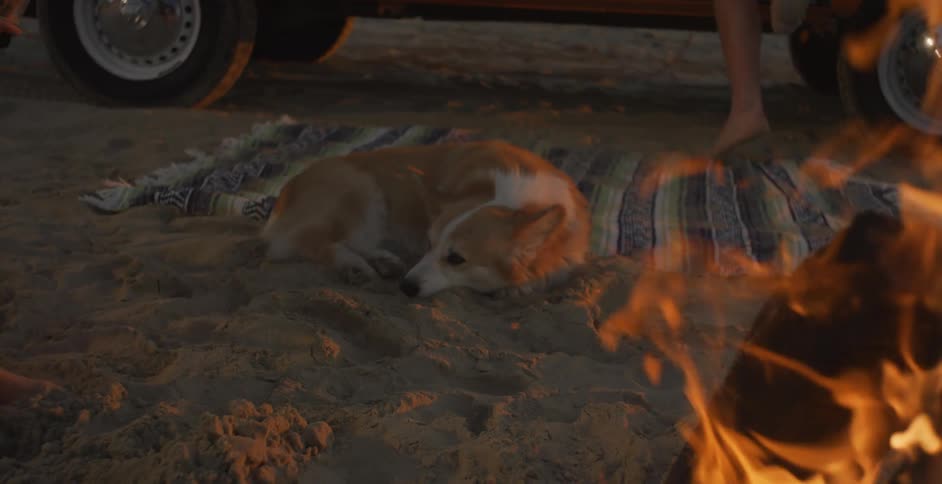 The dog sleeps near the campfire on the beach