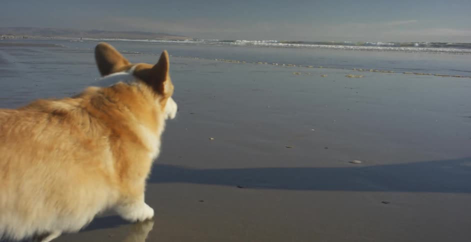 A dog runs on a beach