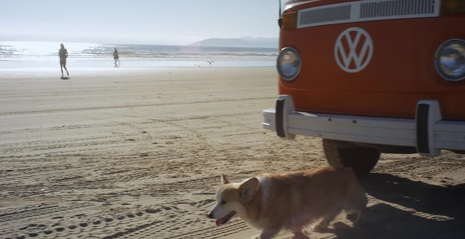 A dog walks on a beach
