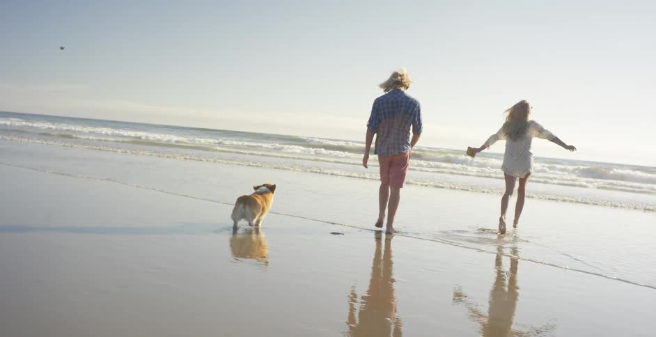 A couple and their corgi are walking towards the surf at a beach on a sunny day