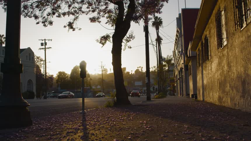 Sunlight casting shadows on the threes on the sidewalk while cars drive on the road at sunset