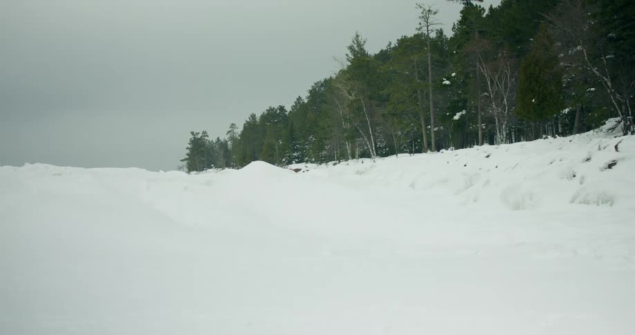 Snow covered ground with a forest of pine trees under a gray winter sky