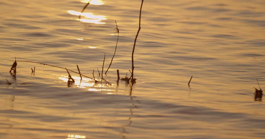 The sun glows and reflects off the water surface where branches stick out