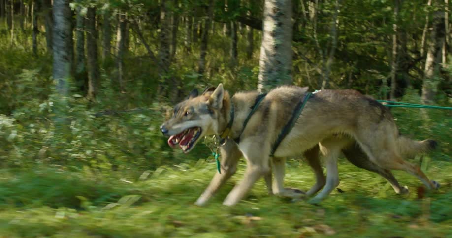 Sled dogs run with tongues hanging out over grass past trees on a sunny day