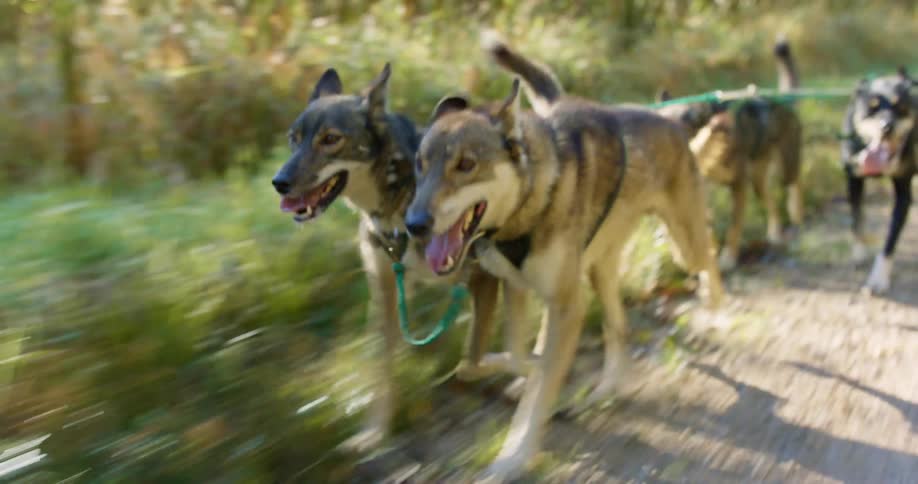 Dogs running outdoors