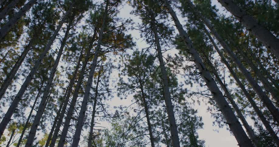 Forest of tall trees high in the sky