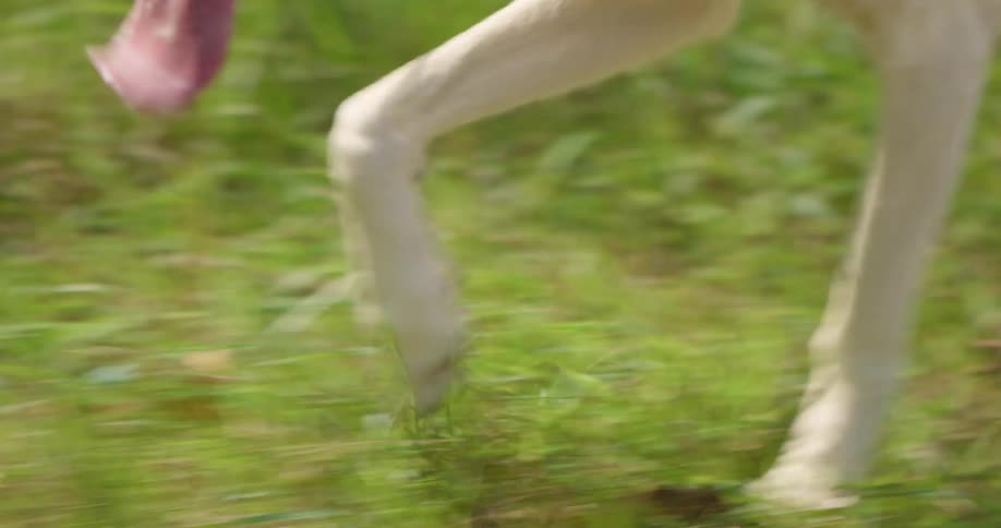 A dog running through the grass