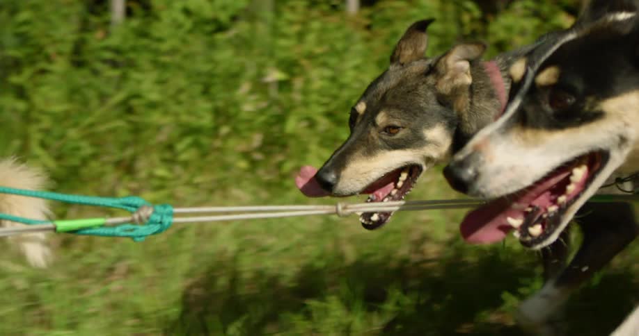 A team of dogs pull a rope together through a field during the day