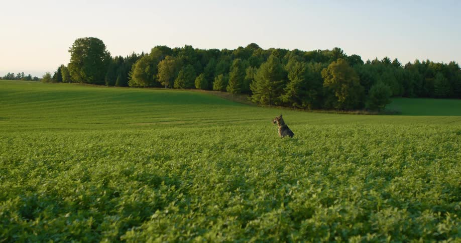 A dog sitting out in a field