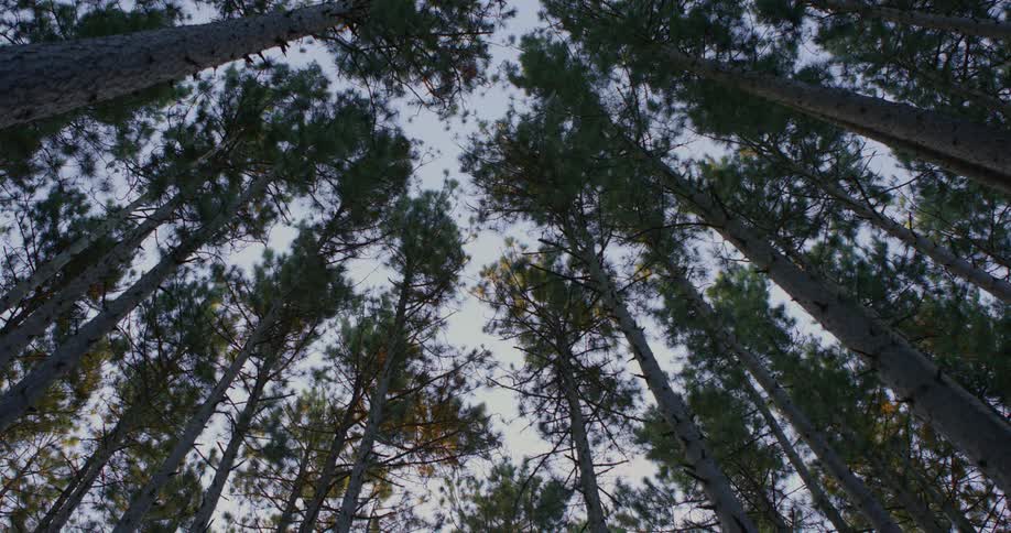 Tall trees on the forest under a faded blue sky in the morning
