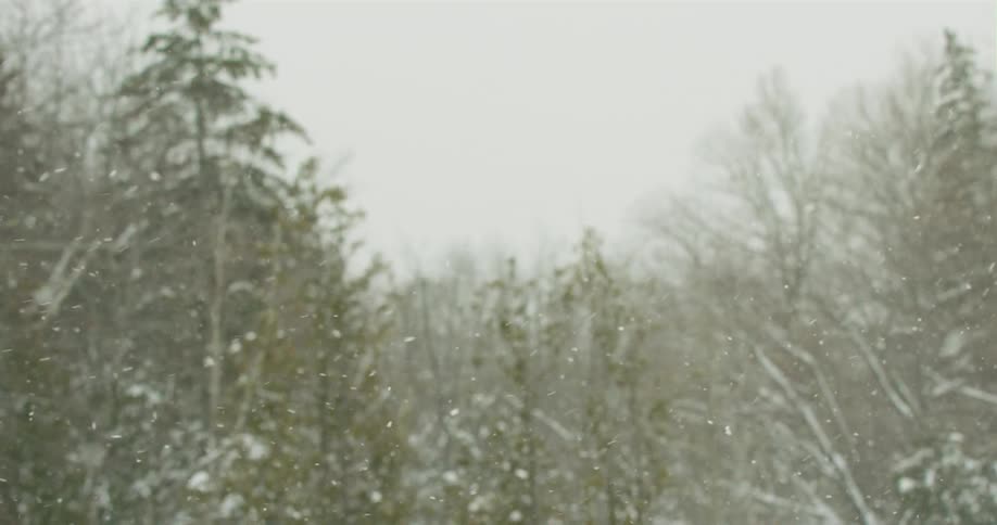 Many snow covered trees and big snowflakes falling from a winter sky