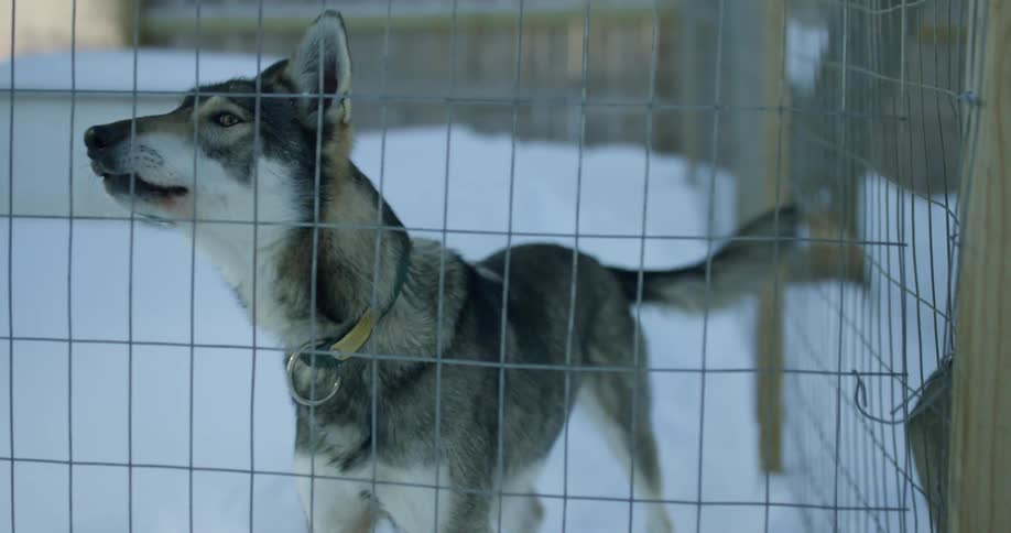 Dog stands in snow in individual kennel howling and barking as another dog stands nearby