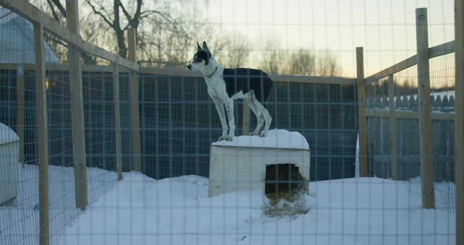 Black and white dog standing over a dog house on an outdoors dog pound