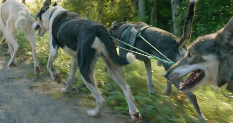 Group of dogs pulling a sled on a rural road at sunset