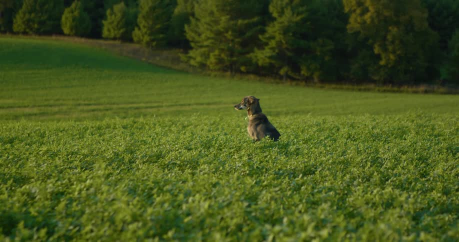 Dog sits looking around in slightly taller vegetation near mowed field bordered by woods