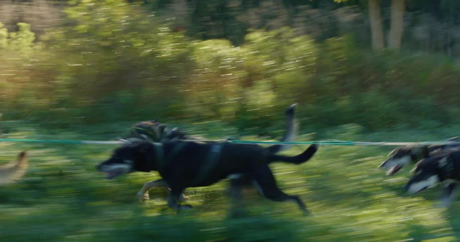 Dogs running on grass with plants and trees in the background