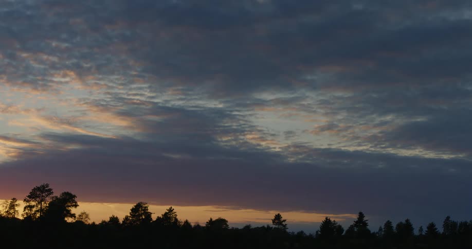 Trees in the forest sit under a cloudy sky at dusk