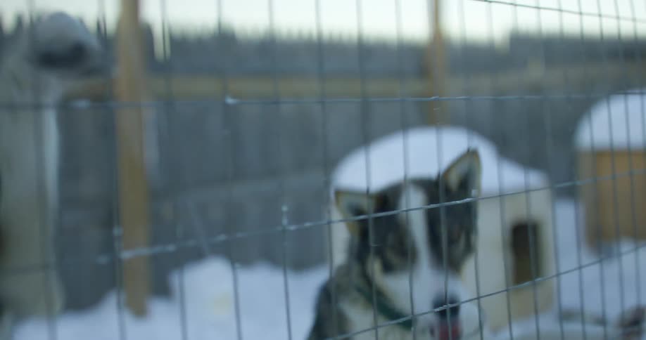 Two dogs are behind a fence in winter
