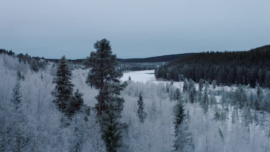 Moving over the top of a forest covered with snow