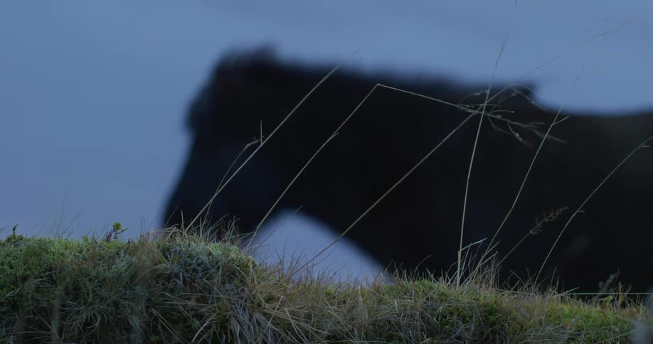 Grass waves in the wind near a horse on a clear day