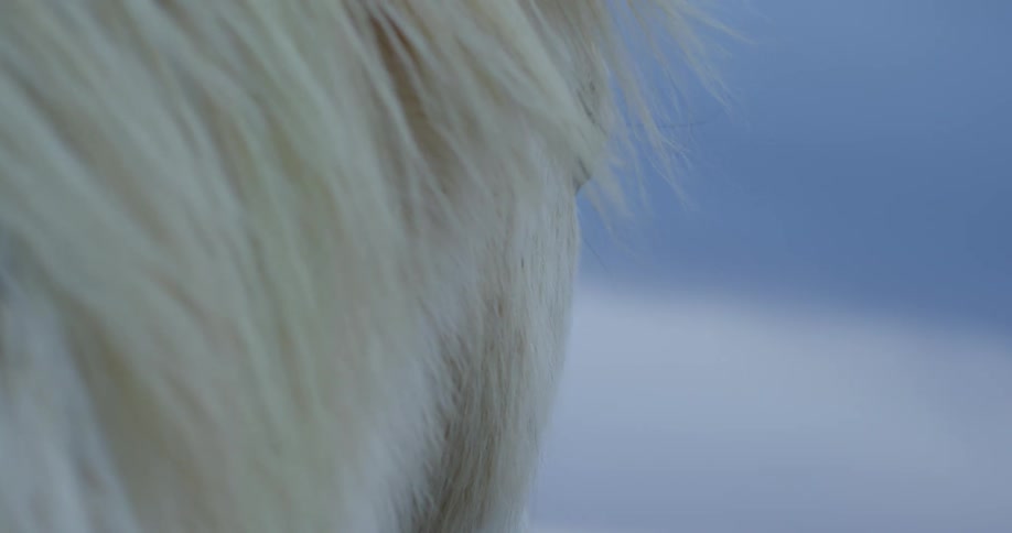 A white horse shakes its head on a windy day