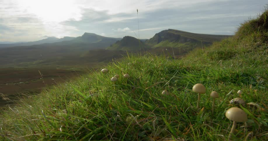 Mushrooms growing on a grassy hill
