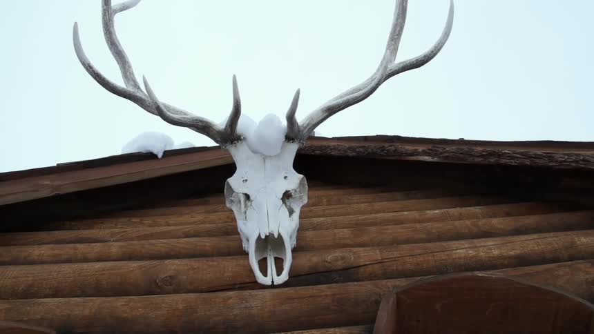 An elk skull with antlers hangs at the front of a log cabin