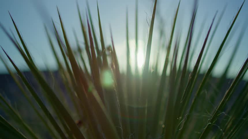 A close up view of some grass outdoors