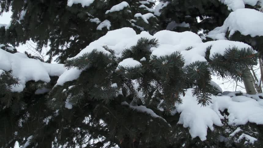 Snow covered trees on a snowy day