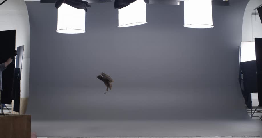 An owl flies across a room from one person to another