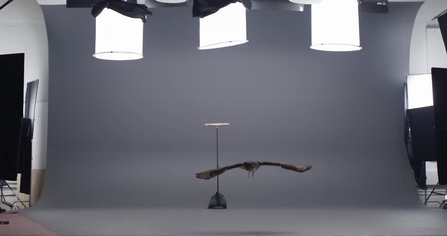 Owl flying towards camera