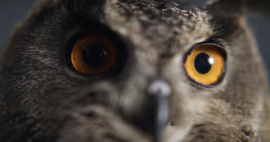 An owls face looking very serious