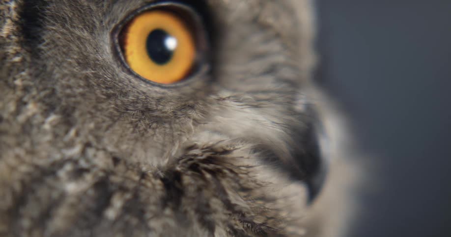 Close up of the turning head of an great grey owl with yellow eyes