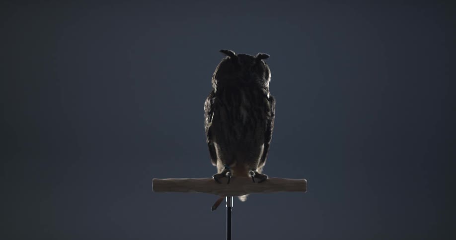 An owl is sitting still on a wooden perch