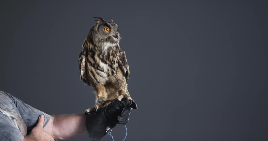 A person has an owl perched on a glove